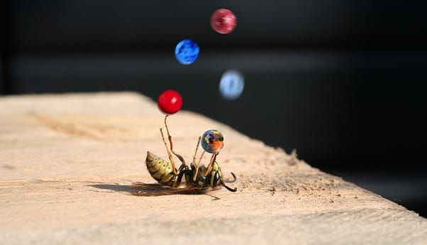 Foto-jongleren-bezige-bij 1920x1100